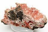Bright Orange Crocoite Crystal Cluster - Tasmania #218736-1